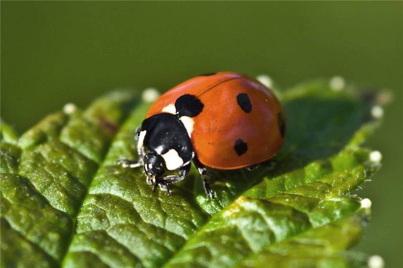 coccinella