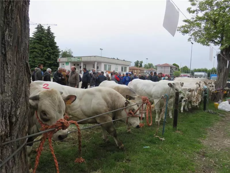 fiera bovina Cherasco