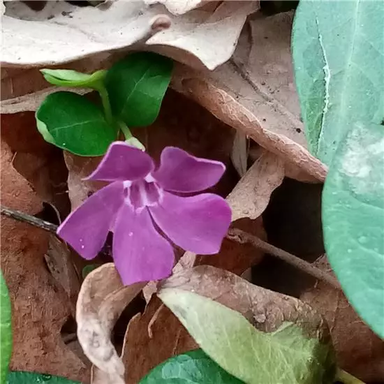 pervinca atropurpurea