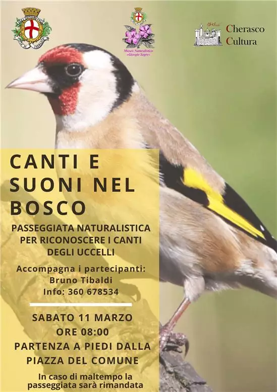 locandina canti uccelli