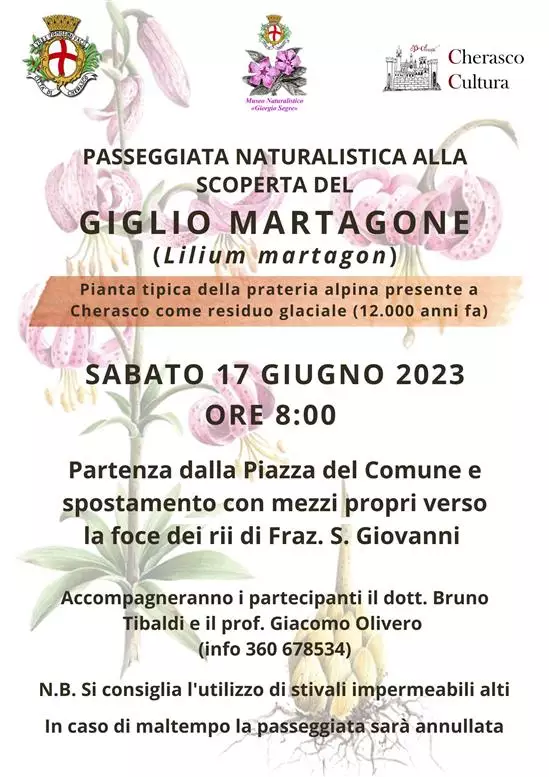 GIGLIO MARTAGONE