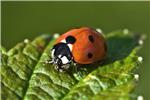 coccinella
