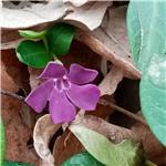 pervinca atropurpurea